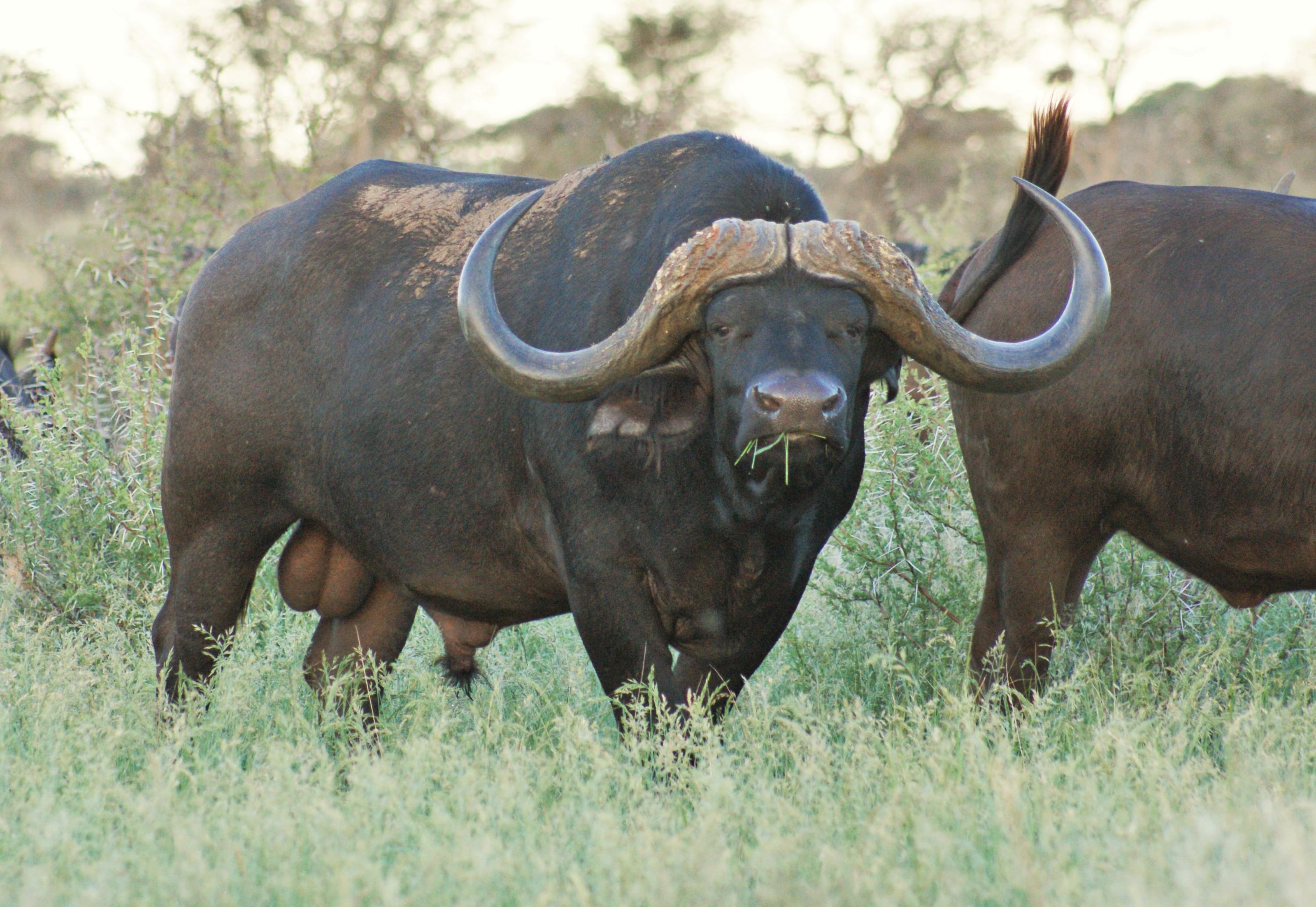 Hunt Cape Buffalo in South Africa