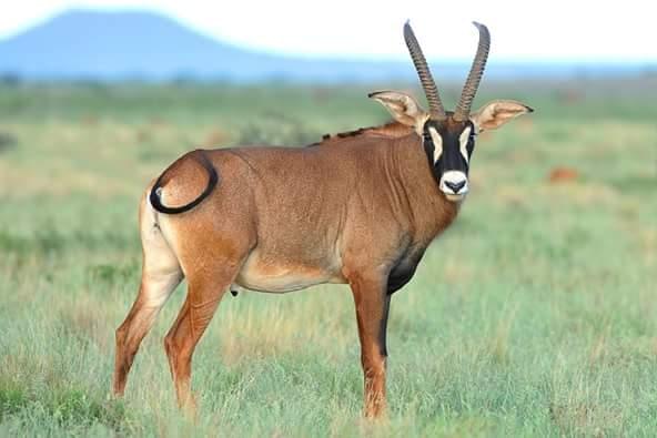 Hunt Roan antelope in South Africa