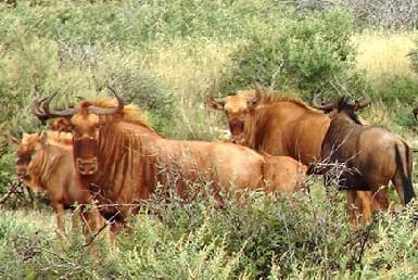 Blue & Golden Wildebeest hunts South Africa