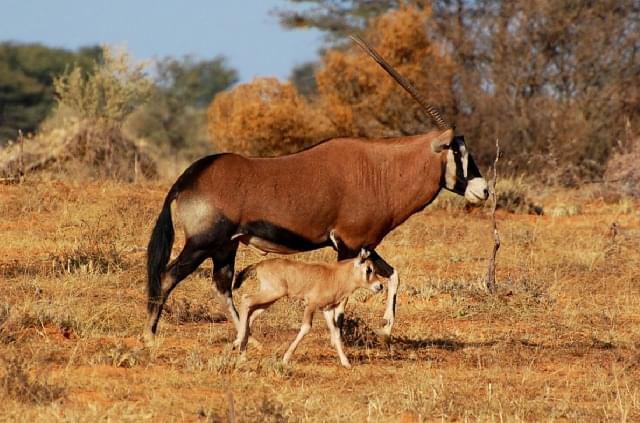 Red Oryx hunts South Africa