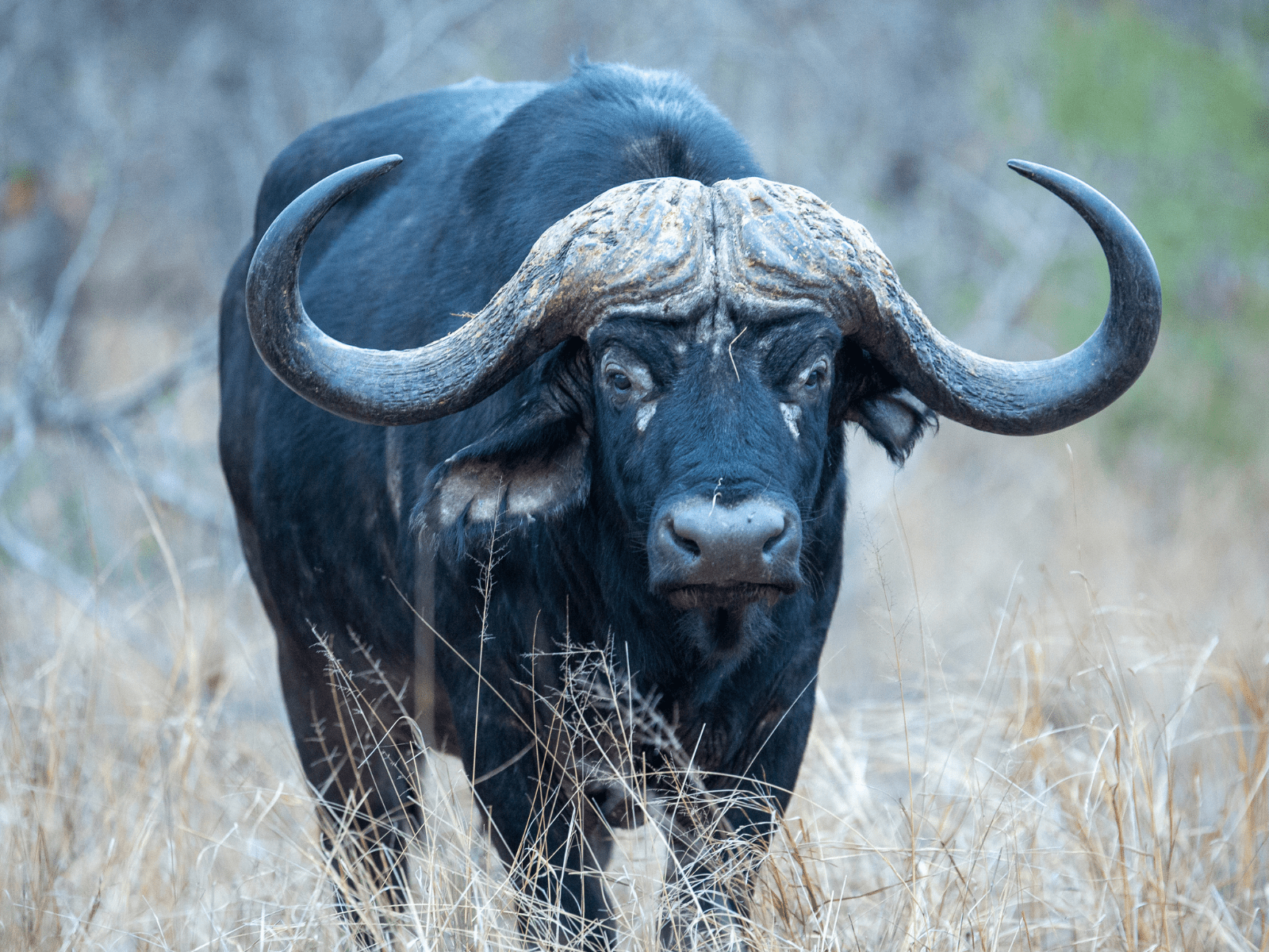 Variety of Wildlife hunts in South Africa