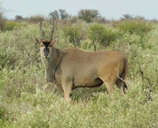 Livingstone Eland hunts South Africa
