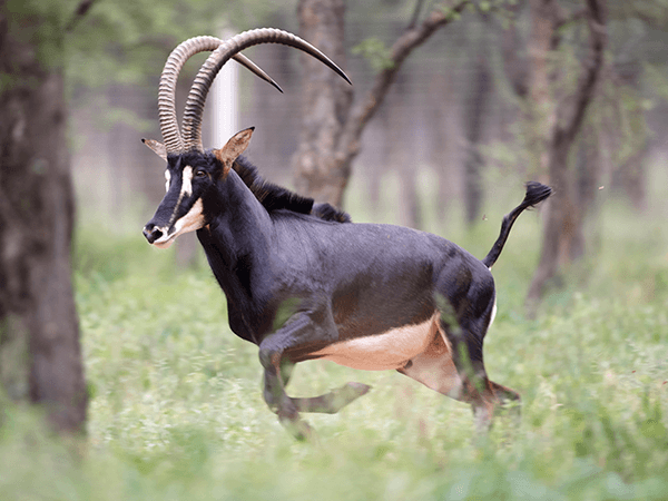 Hunt Sable antelope in South Africa