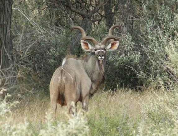 Kudu hunts South Africa